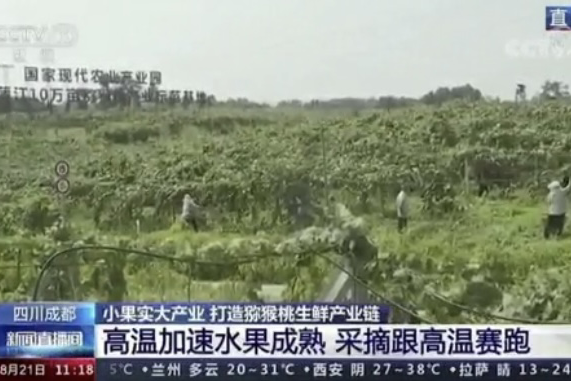 央視新聞中的天然蕓苔素、生物農(nóng)藥助力綠色農(nóng)業(yè)、品牌農(nóng)產(chǎn)品更有價(jià)值